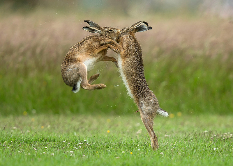Tho nau hoang da danh nhau bao luc truoc khi 