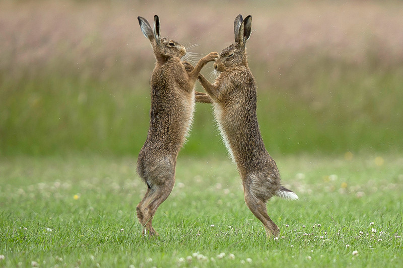 Tho nau hoang da danh nhau bao luc truoc khi 