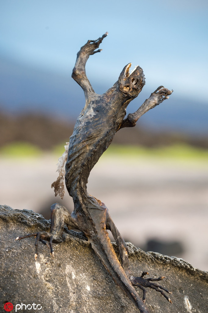 Theo tìm hiểu, quần đảo Galapagos nằm ở giao điểm của ba dòng hải lưu lớn, ba dòng hải lưu này lại chịu ảnh hưởng sâu sắc của hiện tượng El nino. Khi El nino xuất hiện, hòn đảo Galapagos giống như rơi vào ngày diệt vong.