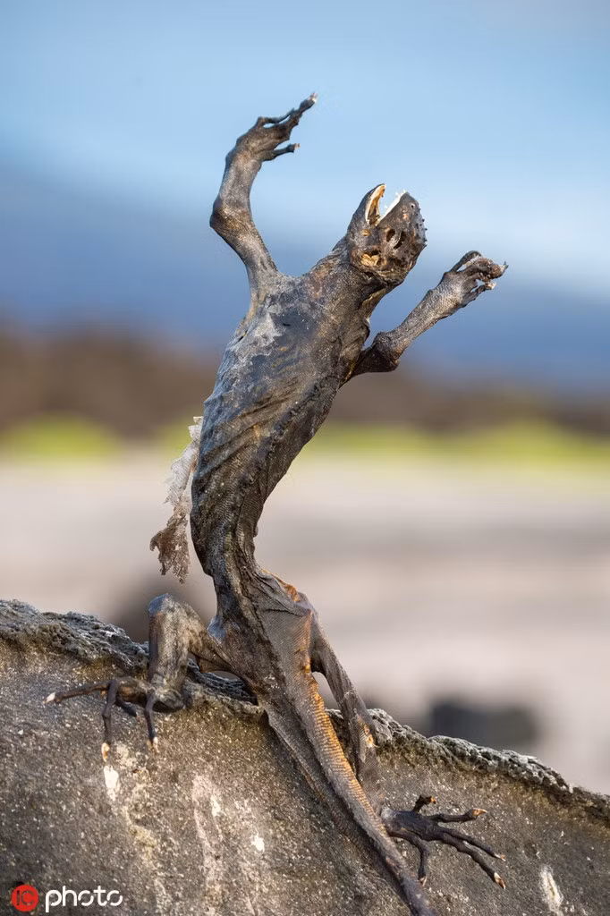 Theo tìm hiểu, quần đảo Galapagos nằm ở giao điểm của ba dòng hải lưu lớn, ba dòng hải lưu này lại chịu ảnh hưởng sâu sắc của hiện tượng El nino. Khi El nino xuất hiện, hòn đảo Galapagos giống như rơi vào ngày diệt vong.