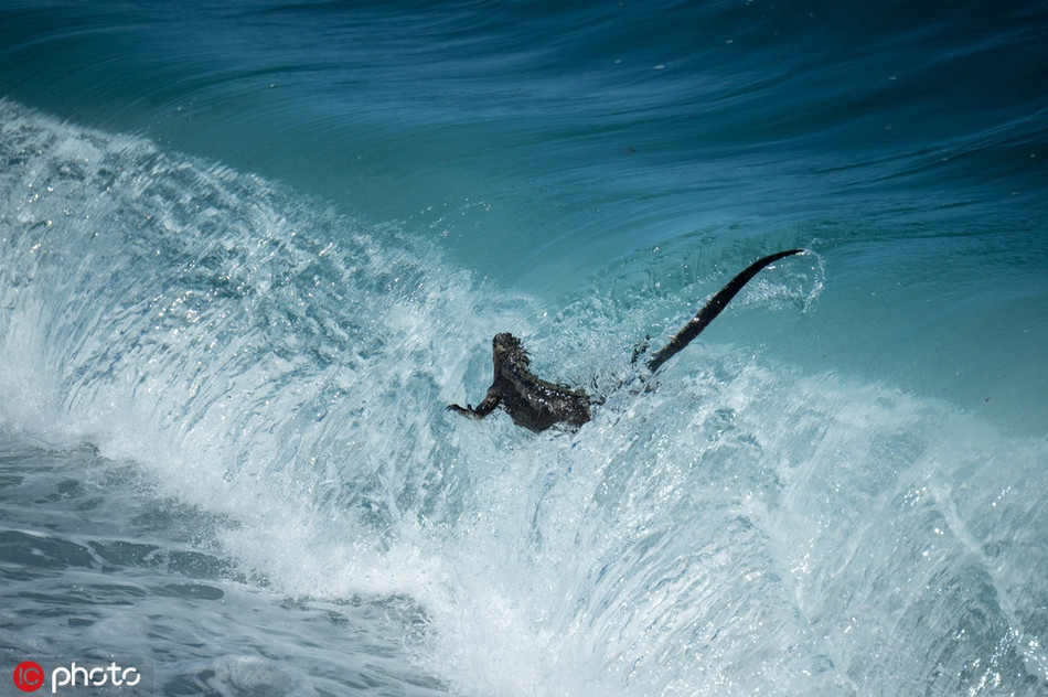 Dưới ống kính của nhiếp ảnh gia Tui De Roy, những con kỳ nhông biển đói khát chỉ còn da bọc xương khiến nhiều người không khỏi xót xa, thương cảm.