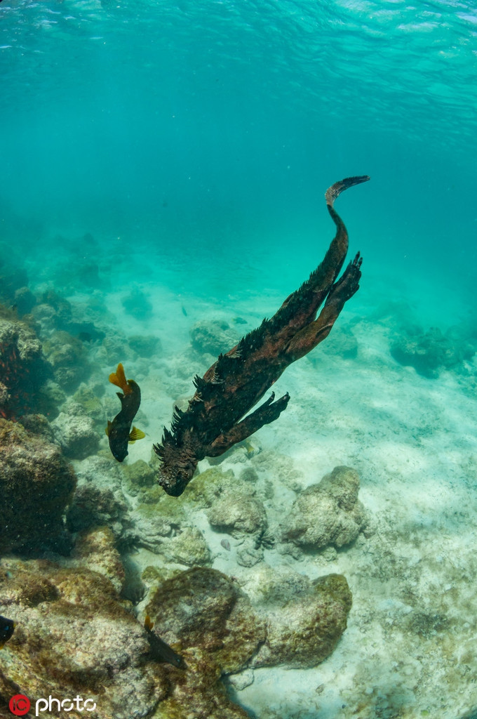 Những dòng nước ấm bất thường khiến những loài thực vật không thể phát triển, ảnh hưởng trực tiếp đến các loài động vật, trong đó có kỳ nhông. Chúng bị đói trên diện rộng và cứ thế kiệt sức dần cho đến chết.