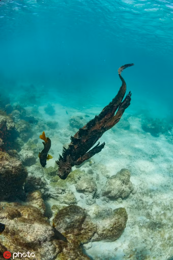 Những dòng nước ấm bất thường khiến những loài thực vật không thể phát triển, ảnh hưởng trực tiếp đến các loài động vật, trong đó có kỳ nhông. Chúng bị đói trên diện rộng và cứ thế kiệt sức dần cho đến chết.
