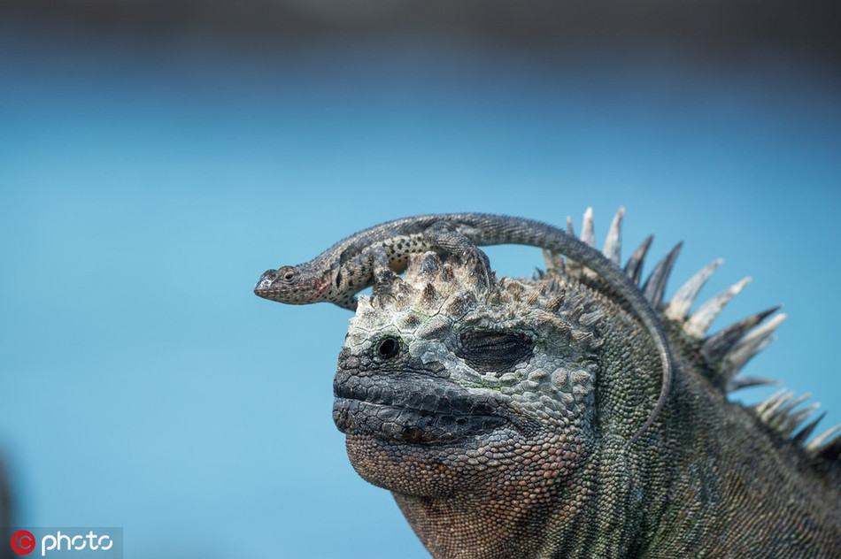 Loài cá trinh nữ ở đảo Galapagos hiện nay cũng chẳng còn tìm thấy, kỳ nhông biển, loài động vật có khả năng thích nghi cao nhất cũng dần phải vật lộn để tồn tại. Chúng gầy khô như que củi, trông rất đáng thương.
