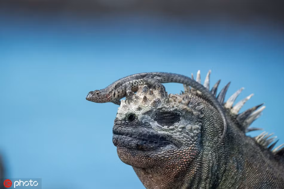Loài cá trinh nữ ở đảo Galapagos hiện nay cũng chẳng còn tìm thấy, kỳ nhông biển, loài động vật có khả năng thích nghi cao nhất cũng dần phải vật lộn để tồn tại. Chúng gầy khô như que củi, trông rất đáng thương.