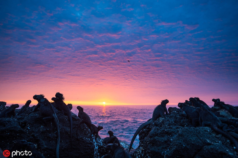 Những con chim biển không còn đẻ trứng, những cây hoa cúc mọc lan tràn, những bụi cây gai nhọn xâm lấn, cứ 10 con chim cánh cụt chỉ có 2 con sống sót, những con sư tử biển cũng phải chịu đựng thảm họa và hầu như chẳng còn con nào sống sót.