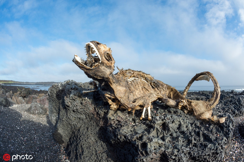 Bởi sự biến đổi khí hậu toàn cầu diễn biến ngày một phức tạp và bất thường, những con kỳ nhông chết dần chết mòn liên tục ở đảo Galapagos.