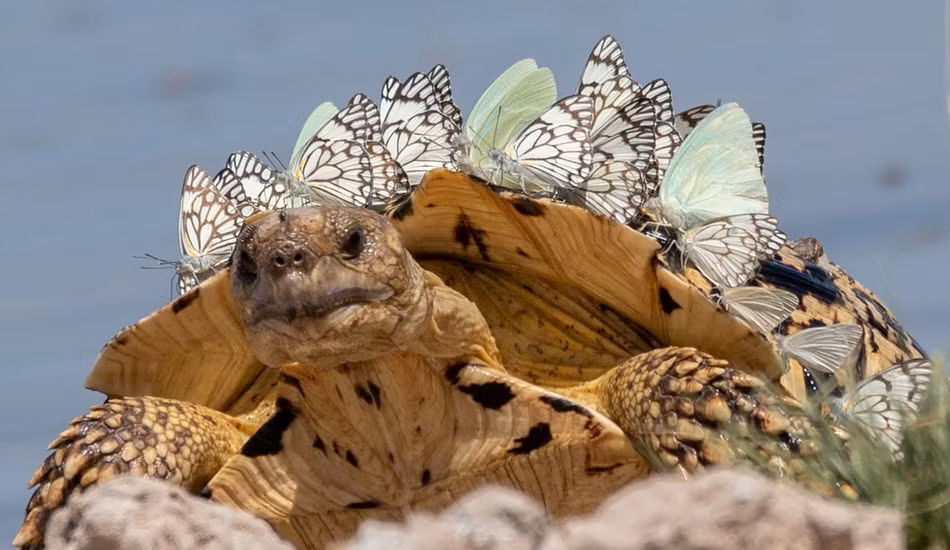 Rua bong choc hoa khung long nho dieu dang yeu nay-Hinh-3