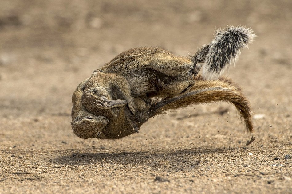 Trong những cuộc giao tranh này, không có kết quả hòa mà buộc phải phân định thắng thua. Chung cuộc, kẻ thắng sẽ là kẻ có được mọi thứ, kẻ thua sẽ là kẻ phải rời đi.