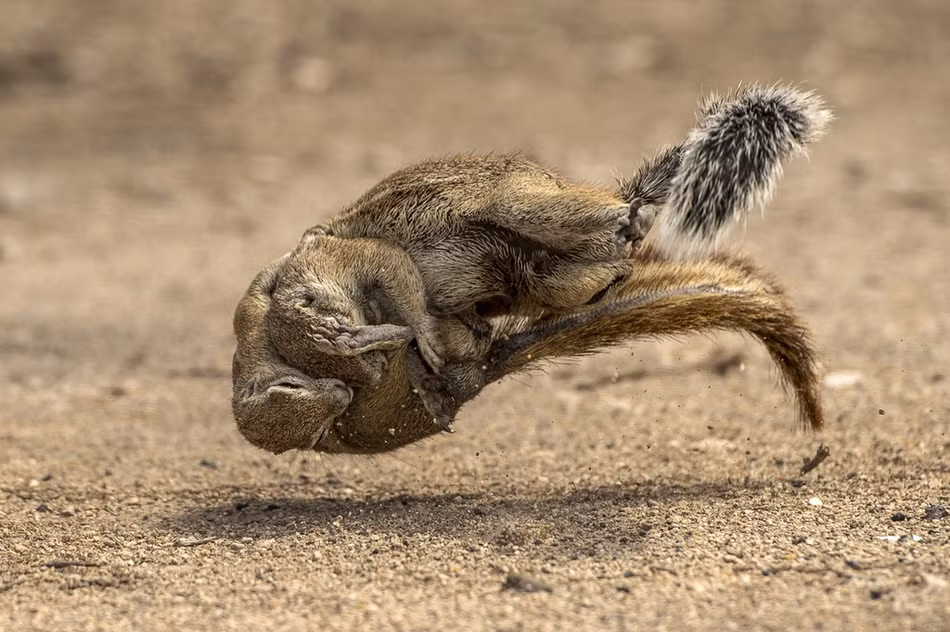 Trong những cuộc giao tranh này, không có kết quả hòa mà buộc phải phân định thắng thua. Chung cuộc, kẻ thắng sẽ là kẻ có được mọi thứ, kẻ thua sẽ là kẻ phải rời đi.