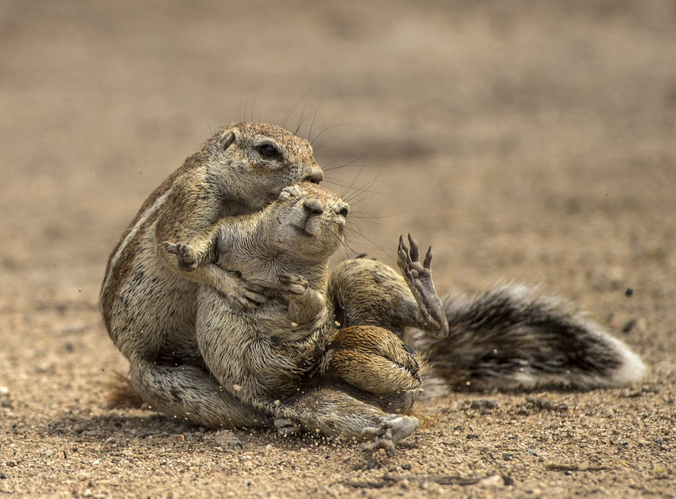 Theo tìm hiểu, những con sóc thường đánh nhau vì lý do tranh giành thức ăn hoặc tranh giành lãnh thổ.