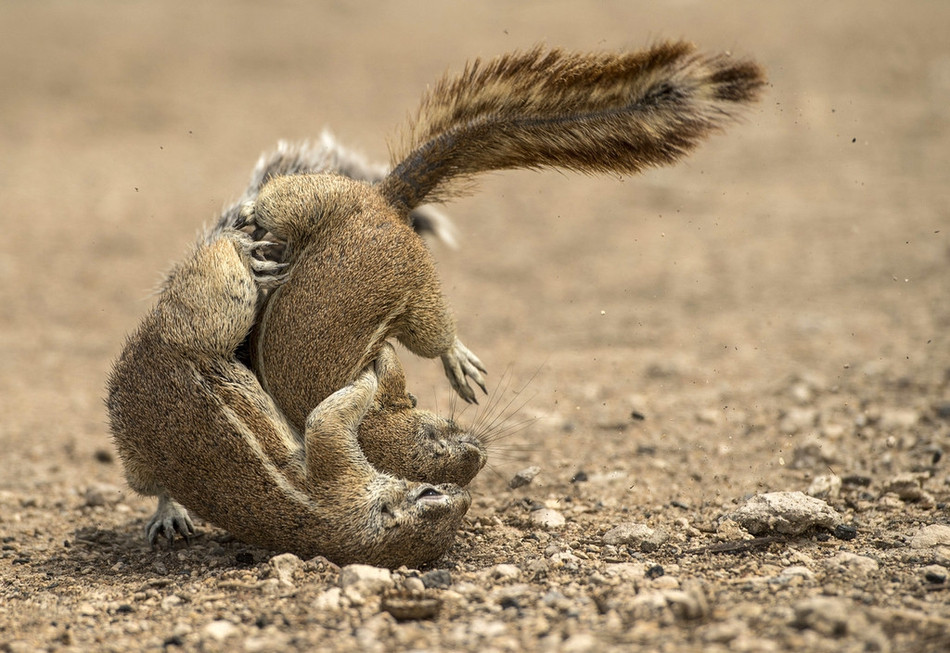 Chúng dồn hết sức vào cuộc chiến, dường như không còn quan tâm đến bất cứ thứ gì xung quanh.