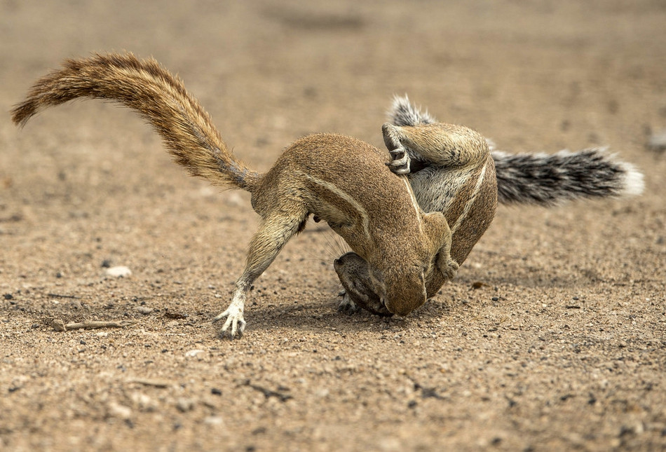 Trong quá trình chạy trốn, không rõ xung đột hay mâu thuẫn gì, đột nhiên hai con sóc dừng lại và lao vào nhau đánh đấm dữ dội.
