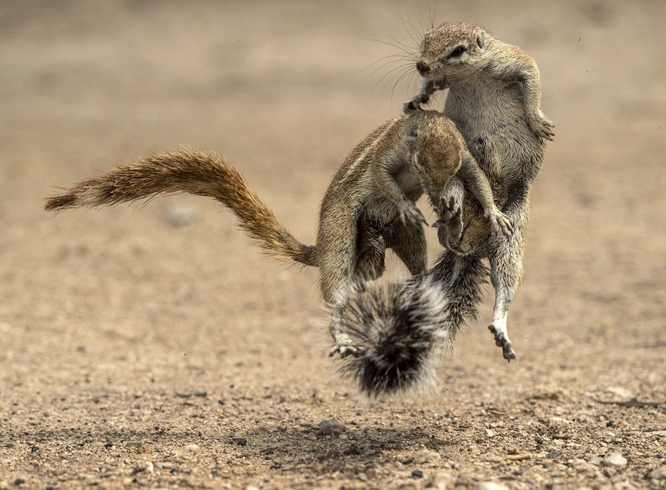 Kỳ lạ ở chỗ, động tác và tư thế của chúng vô cùng trơn thu, thuần thục, thoạt như hệt như các võ sư nhu đạo (Judo) đang tỷ thí với nhau.