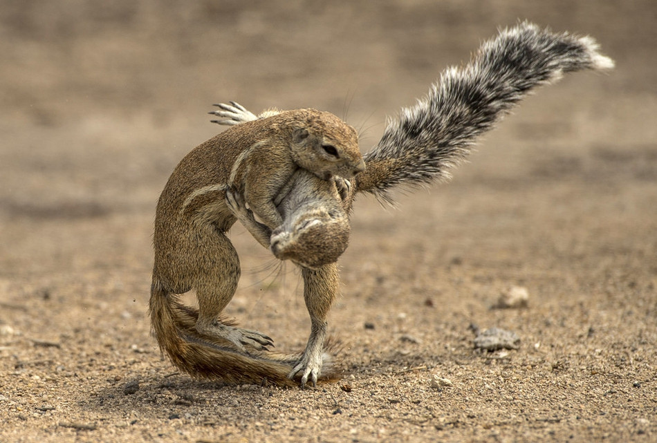 Để hạ gục đối phương, khiến đối phương chịu thua, hai con sóc nhỏ ra đòn không hề nể nang.