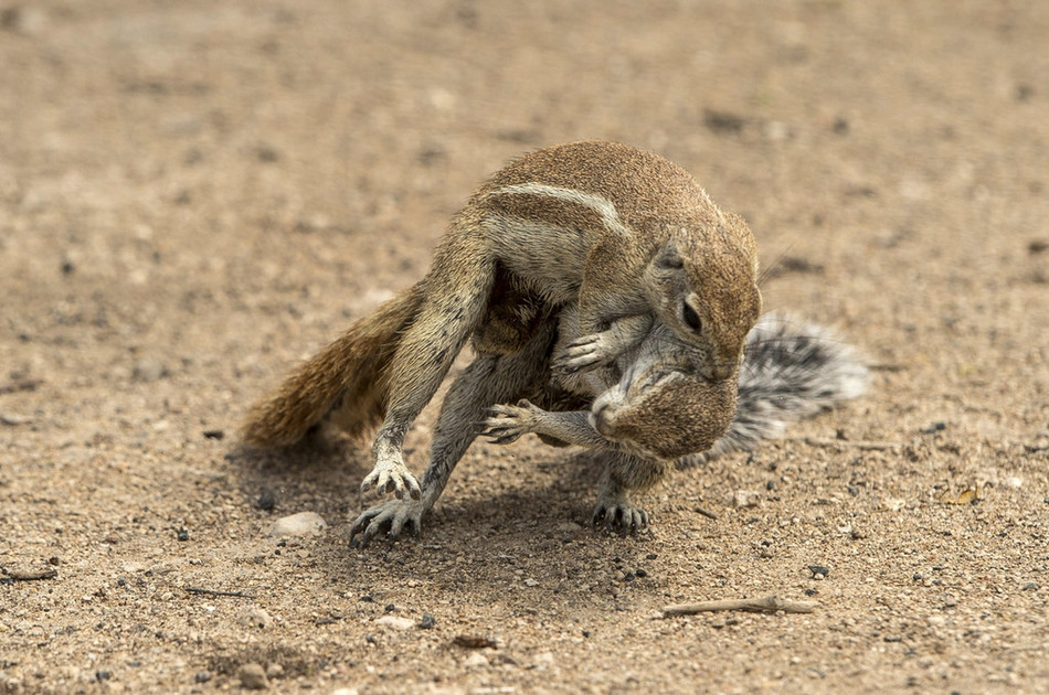Theo nhiếp ảnh gia Peter, khi nhìn thấy nhiếp ảnh gia, những con sóc tỏ vẻ không hài lòng và muốn bỏ chạy.