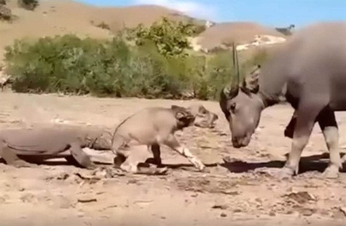 Nghe con bi rong komodo tan cong, trau me bat luc dung nhin