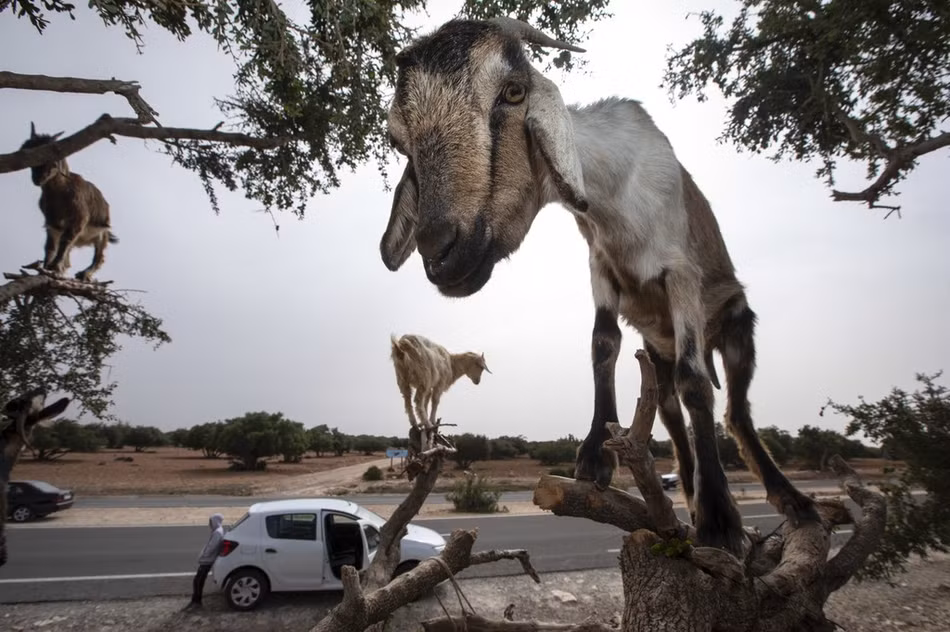 Sau nhiều ngày theo dõi, điều tra, Aaron biết được rằng một số nông dân đã cố tình đưa những con dê lên cành cao sau đó bắt ép chúng đứng trên đó để du khách chụp ảnh. Sau khi du khách chụp ảnh, họ sẽ thu phí.