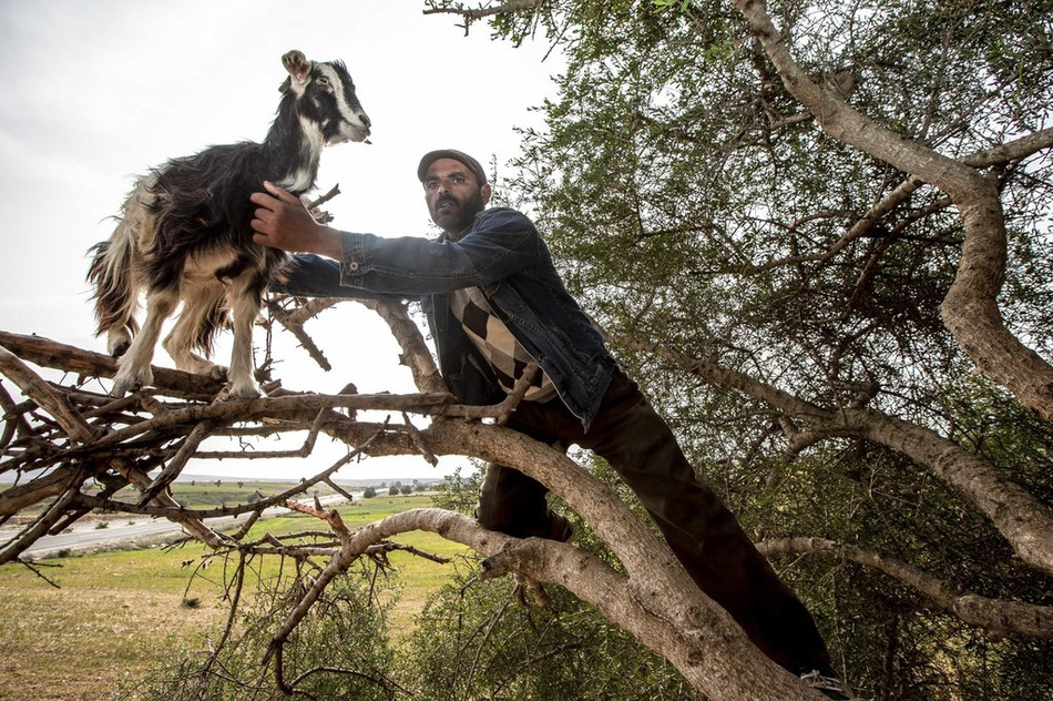Theo Aaron, đầu năm nay, anh đã tới tổ chức bảo vệ động vật địa phương, trực thuộc tổ chức Living Freedom để điều tra về việc những con dê leo cây.