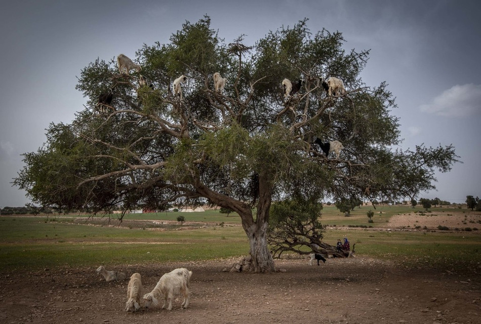Sau khi sự thật được phơi bày, nhiều người đã không khỏi ngạc nhiên, choáng váng và vô cùng giận dữ. Họ yêu cầu những người nông dân đang ngược đãi bầy dê phải dừng ngay hành động tàn nhẫn này lại đồng thời kêu gọi du khách không chụp ảnh nữa, bởi sau cùng, tất cả chỉ là hành động lừa đảo.
