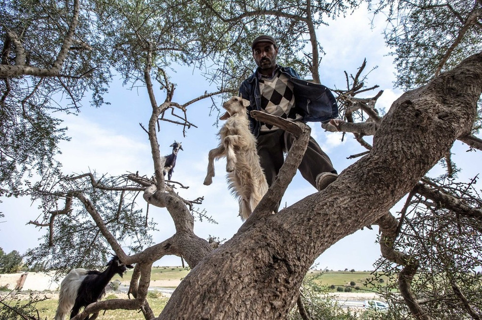 Đây cũng là một trong những cảnh tượng kỳ thú hấp dẫn nhiều nhiếp ảnh gia động vật hoang dã, vì thế không ai có thể nghĩ rằng, phía sau cảnh tượng dê leo trèo cây thú vị này lại tồn tại sự thật tàn nhẫn, khiến nhiều người căm ghét, phẫn nộ.