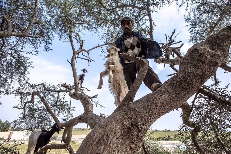 Đây cũng là một trong những cảnh tượng kỳ thú hấp dẫn nhiều nhiếp ảnh gia động vật hoang dã, vì thế không ai có thể nghĩ rằng, phía sau cảnh tượng dê leo trèo cây thú vị này lại tồn tại sự thật tàn nhẫn, khiến nhiều người căm ghét, phẫn nộ.
