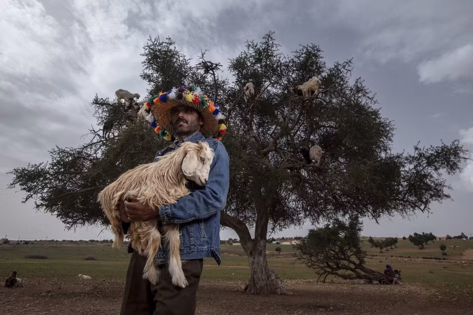 Trên con đường từ Marrakech đến Essaouira thuộc vương quốc Morocco, cảnh tượng dê leo cây đã trở thành một trong những cảnh tượng thần thánh mà khách du lịch nào cũng muốn chụp ảnh lại.