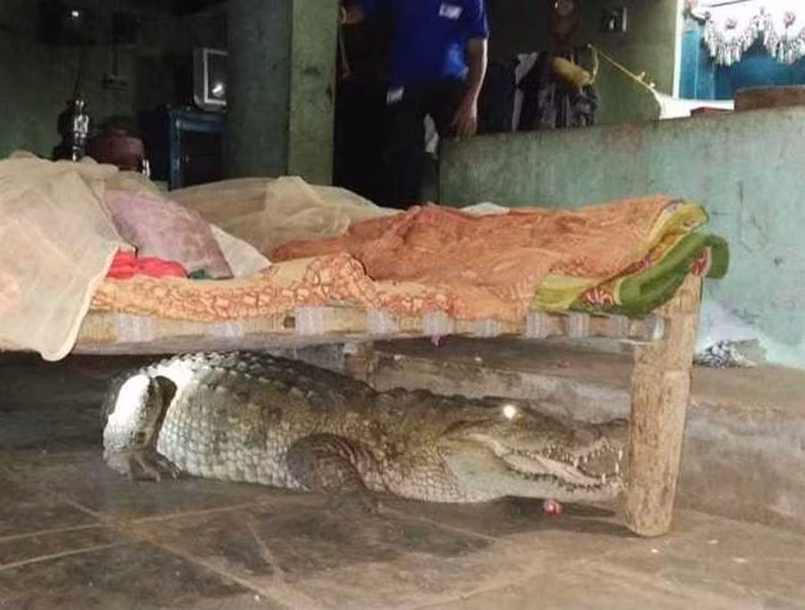 Cho sua inh oi, tinh day thay 