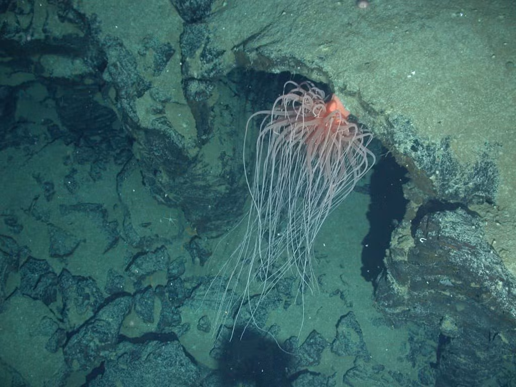 Vùng nước sâu Antartica là nhà của một số sinh vật biển sâu bí ẩn, lạ lùng và tuyệt vời nhất thế giới. Một số sinh vật được tìm thấy ở vùng nước sâu tới 21.000 feet. Nhiệt độ nước ở độ sâu này cực kỳ lạnh lẽo, khiến các nhà khoa học bối rối về cách những sinh vật này sống sót.