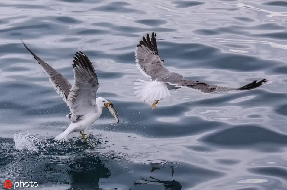 Doc dao mong bien san ca nhay khong khac gi dai bang-Hinh-3