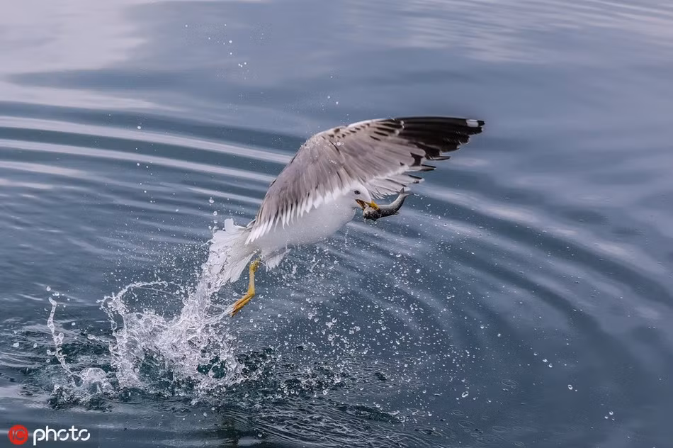 Doc dao mong bien san ca nhay khong khac gi dai bang-Hinh-2