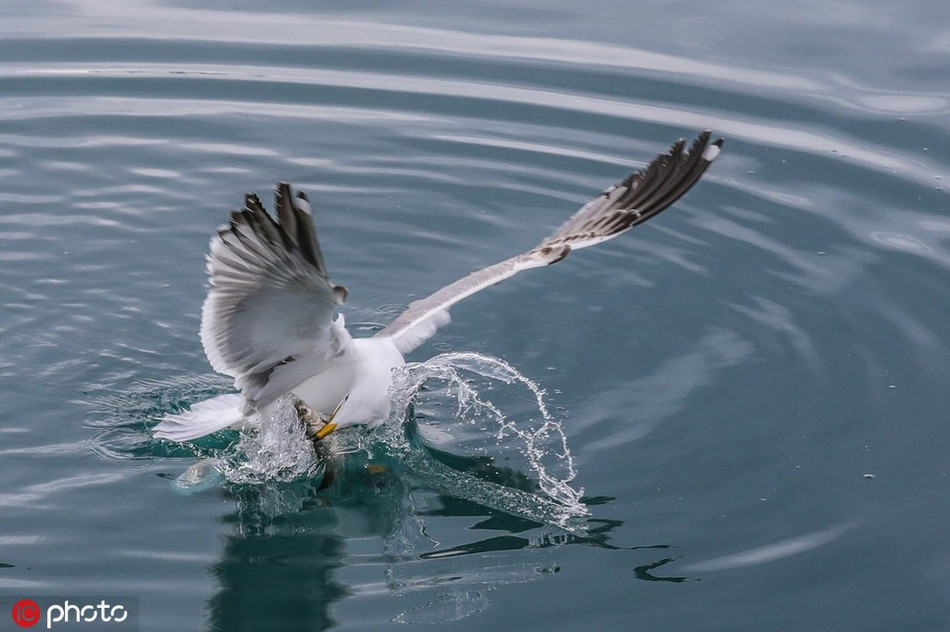 Doc dao mong bien san ca nhay khong khac gi dai bang-Hinh-4