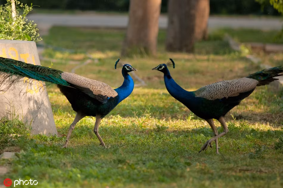 Cong duc khoe sac, canh tranh khoc liet gianh 