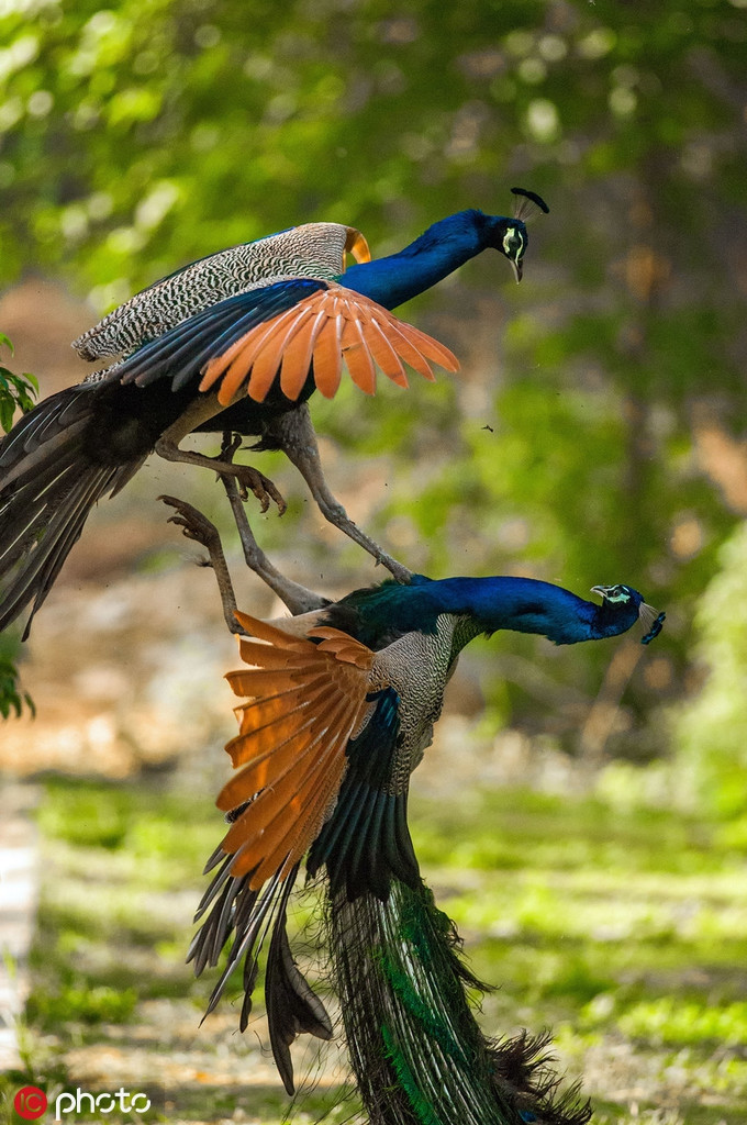 Cong duc khoe sac, canh tranh khoc liet gianh 