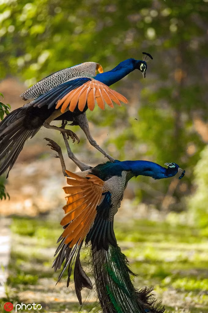 Cong duc khoe sac, canh tranh khoc liet gianh 