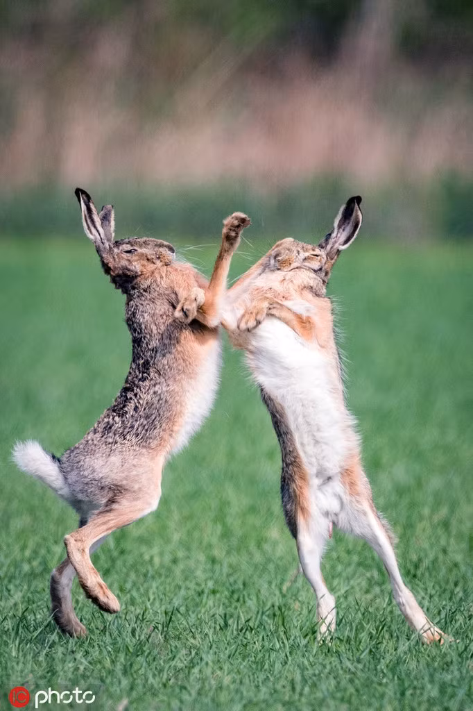 Xem tho duc dien cuong chien dau vi tinh