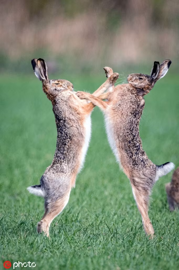 Xem tho duc dien cuong chien dau vi tinh-Hinh-3