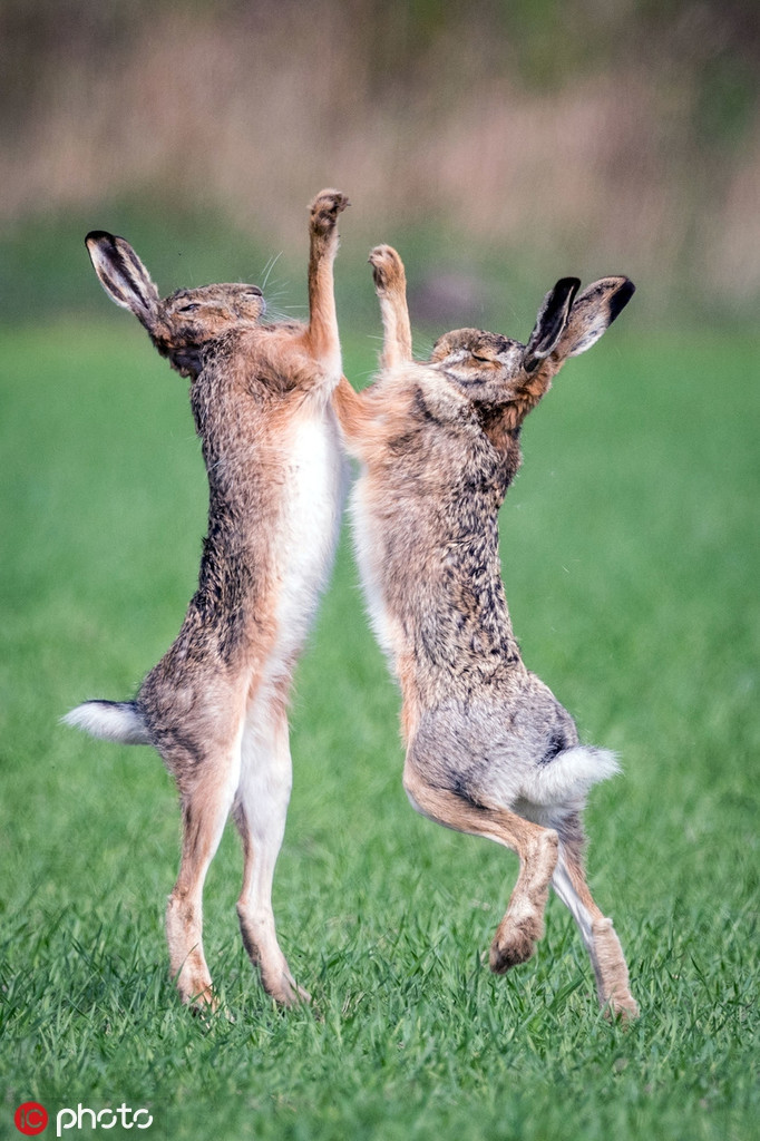 Xem tho duc dien cuong chien dau vi tinh-Hinh-2