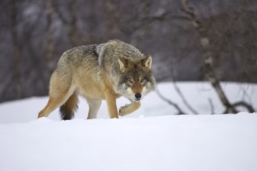Thoát bọn bắt cóc, thanh niên lại gặp "quái thú" ám ảnh Thoat bon bat coc, thanh nien lai gap