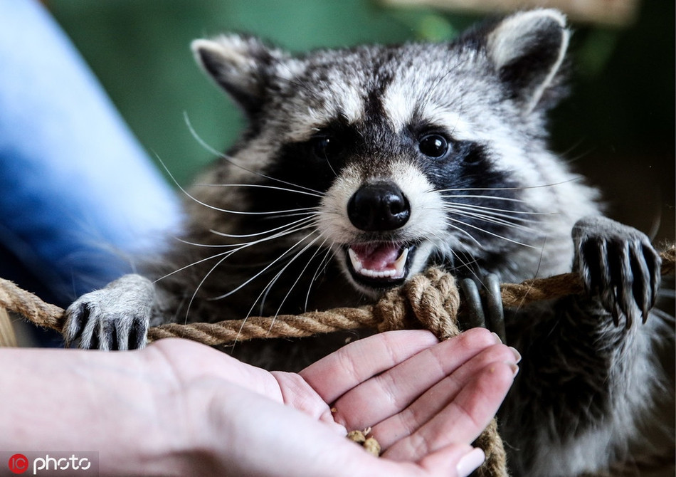 Khi có khách ghé thăm, những con gấu mèo chịu khó tương tác, giao lưu với con người. Chúng cũng sẵn sàng nhảy lên đầu, lên vai của những vị khách con người và làm nũng, xin ăn từ họ.