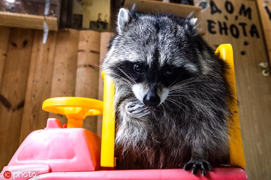 Theo thông tin đăng tải, tại thị trấn nhỏ Khotkovo gần Moscow, Nga có một ngôi nhà dành riêng cho gấu mèo, thu hút không ít khách du lịch và người dân địa phương.