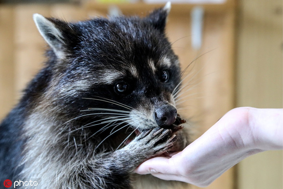 Ánh mắt như biết nói của gấu mèo khiến con người khi đến đây quên hết phiền não, chỉ muốn cưng nựng, yêu thương chúng.