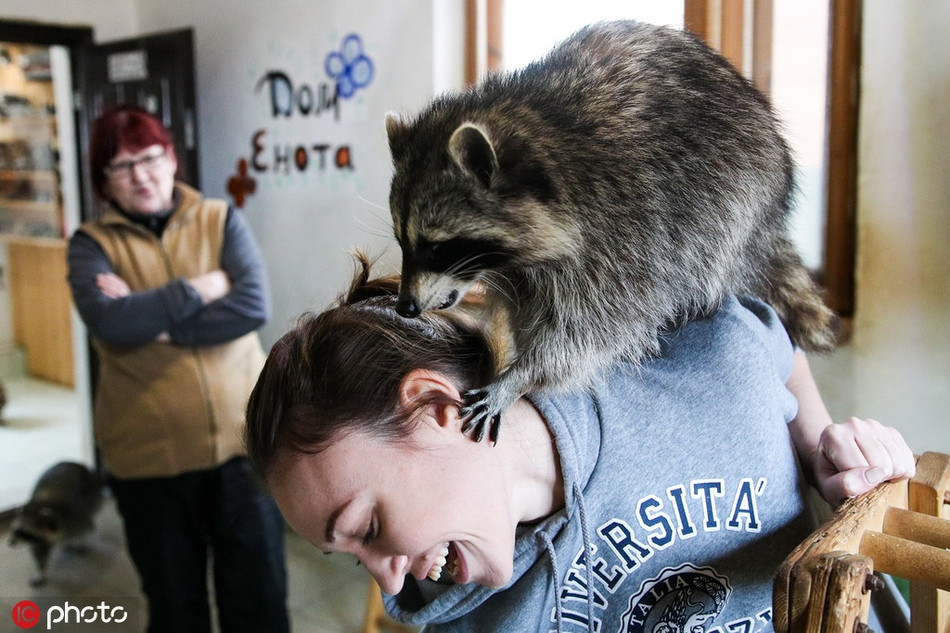 Trong ảnh là một con gấu mèo đang trêu chọc, đùa nghịch với người vừa cho mình ăn.