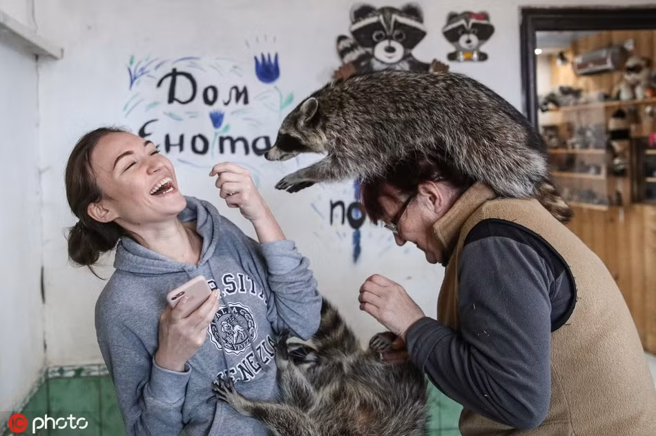 Hiện có khoảng hơn 20 con gấu mèo sinh sống tại đây. Chúng rất vui vẻ và thân thiện với con người.