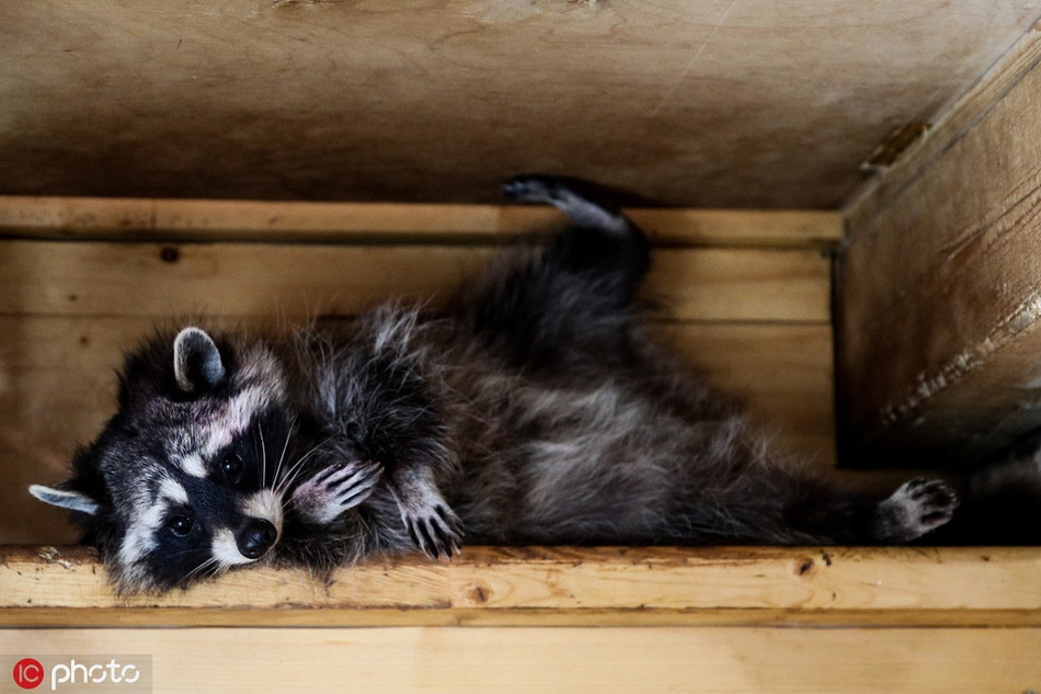 Được biết, ngôi nhà gấu mèo được người dân địa phương xây dựng, giúp những con gấu mèo mồ côi, lang thang có chỗ ở ổn định.