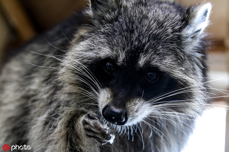 Gấu mèo không ngại ngần khi nhìn thẳng vào ống kính máy ảnh ở khoảng cách gần, có lẽ chúng đã quá quen với con người.