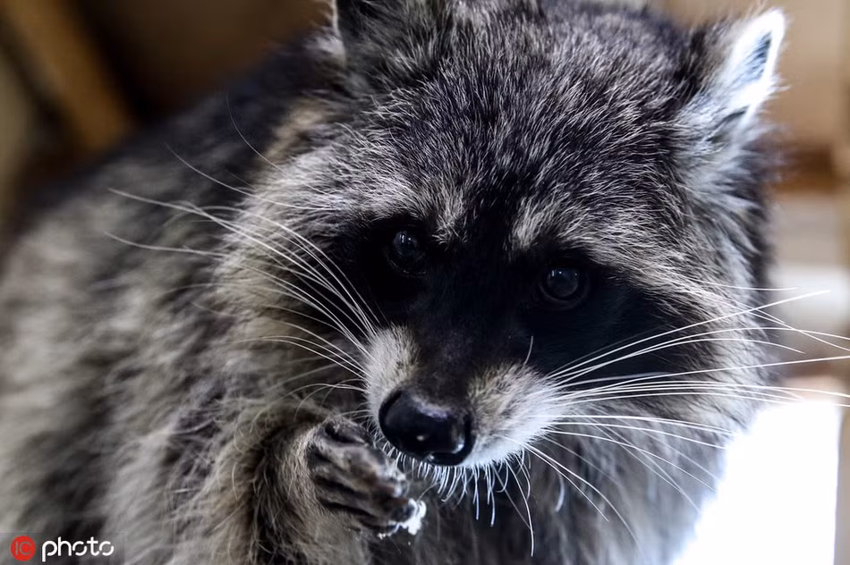 Gấu mèo không ngại ngần khi nhìn thẳng vào ống kính máy ảnh ở khoảng cách gần, có lẽ chúng đã quá quen với con người.