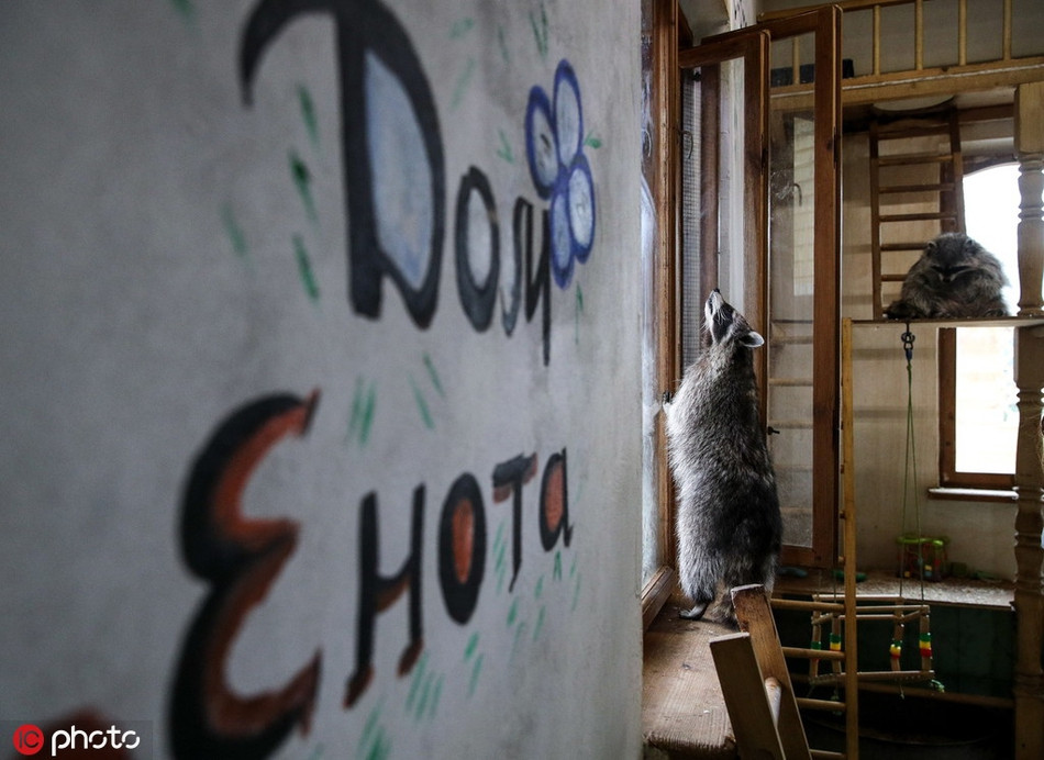 Một con gấu mèo đang tò mò nhìn lên trần nhà.