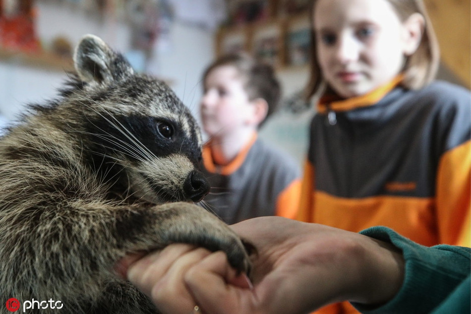 Khi được cho ăn, ánh mắt của những con gấu mèo sáng long lanh, khiến những vị khách tới thăm không khỏi thích thú, muốn chiều chuộng mãi.