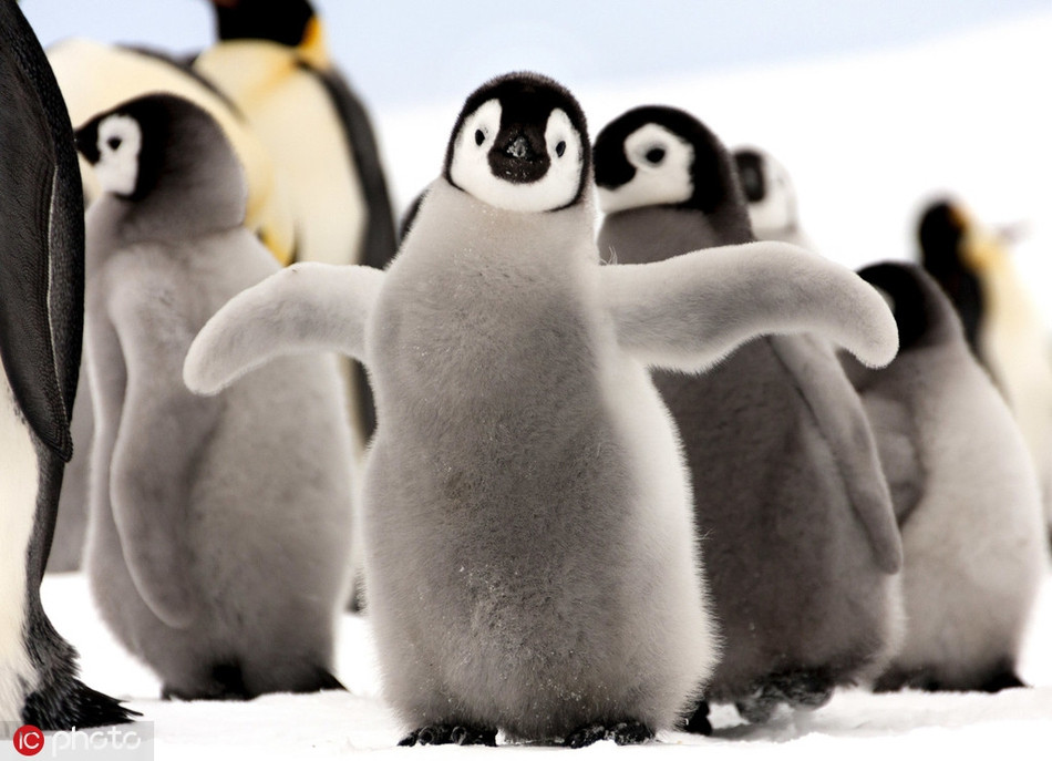 Chim cánh cụt hoàng đế con siêu hào hứng và phấn khích khi thấy nhiếp ảnh gia Dafna Ben Nun chụp ảnh mình.